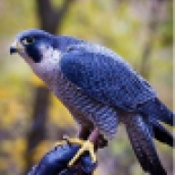 Blue Falcon