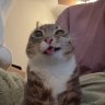 meowmeow33