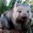 stevethewombat