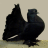 pigeon729